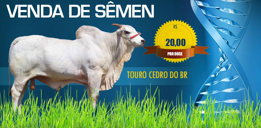 VENDA DE SEMEM 2020 CEDRO FAZENDA PROGRESSO TO