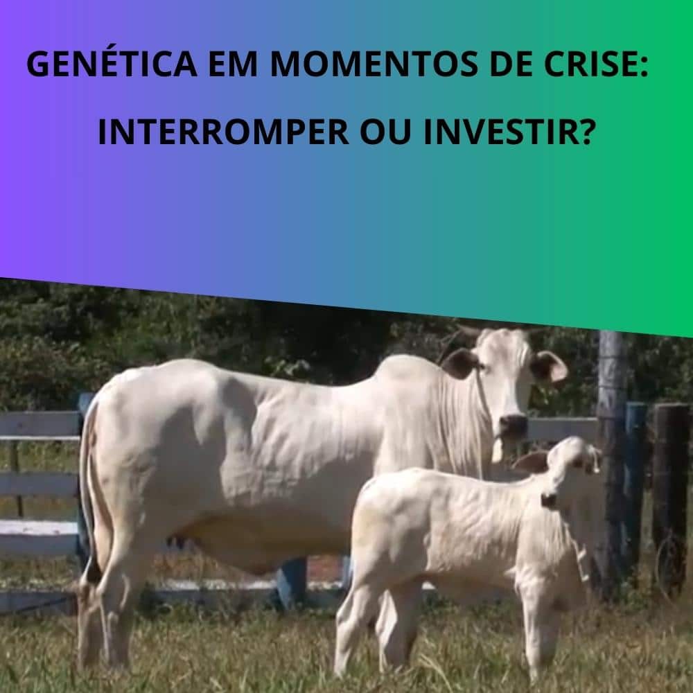 GENÉTICA EM MOMENTOS DE CRISE: INTERROMPER OU INVESTIR?