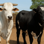 Do boi de boiada ao melhorador: os 46 quilos que decidem o futuro da sua pecuária